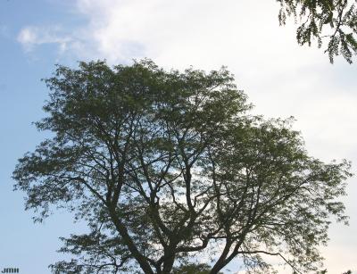 Gleditsia triacanthos f. inermis Willd. (thornless honey-locust), growth habit, tree form