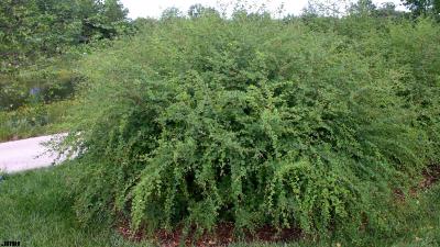 Lespedeza bicolor Turcz. (shrub bush-clover), growth habit, shrub form
