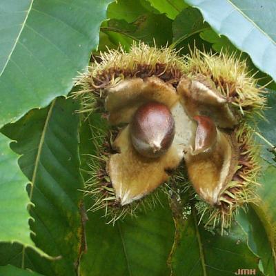 Castanea dentata (Marsh.) Borkh. (American chestnut), fruit (nut)