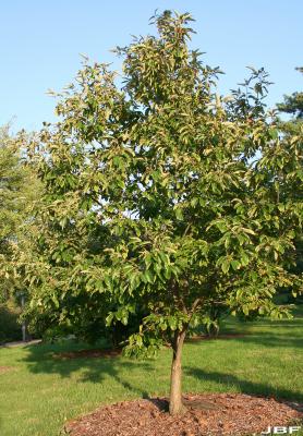 Castanea mollissima Blume (Chinese chestnut), growth habit, tree form