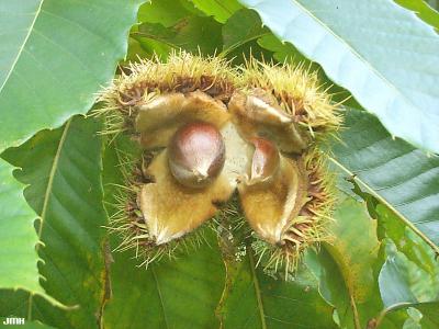 Castanea dentata (Marsh.) Borkh. (American chestnut), fruit (nut) open