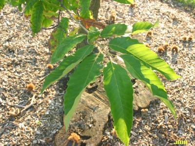 Castanea mollissima Blume (Chinese chestnut), leaves
