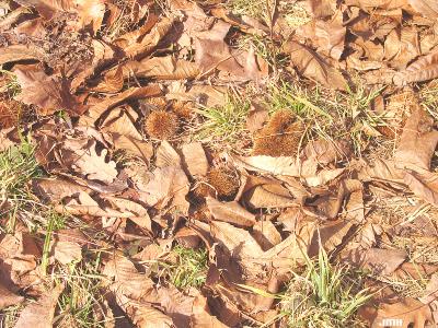 Castanea dentata (Marsh.) Borkh. (American chestnut), fruit (nuts) on ground