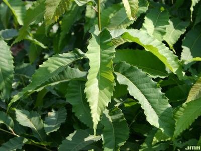 Castanea dentata (Marsh.) Borkh. (American chestnut), leaves