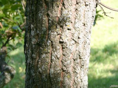 Quercus acutissima Carruth. (SAWTOOTH OAK), bark