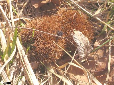 Castanea dentata (Marsh.) Borkh. (American chestnut), fruit (nut) on ground