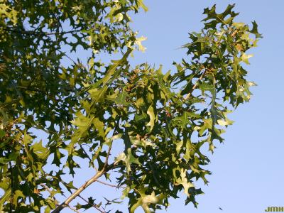 Quercus ellipsoidalis E.J.Hill (HILL'S OAK), branch