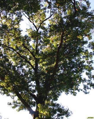Quercus coccinea Münchh. (SCARLET OAK), growth habit, tree form