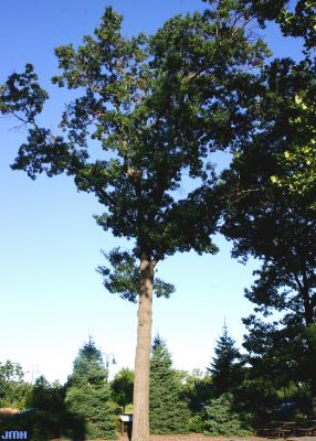 Quercus coccinea Münchh. (SCARLET OAK), growth habit, tree form