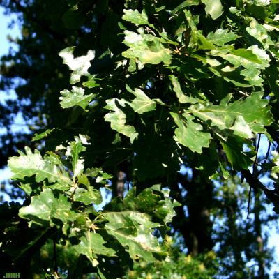 Quercus x deamii Trel. (DEAM'S OAK), leaves