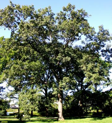 Quercus x deamii Trel. (DEAM'S OAK), growth habit, tree form