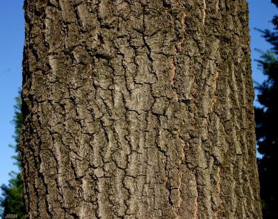 Quercus coccinea Münchh. (SCARLET OAK), bark