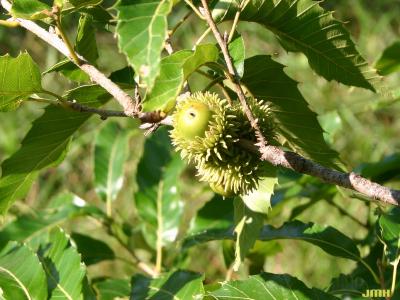 Quercus acutissima Carruth. (SAWTOOTH OAK), fruit (acorns)