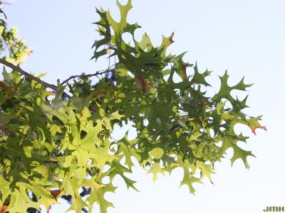 Quercus ellipsoidalis E.J.Hill (HILL'S OAK), leaves