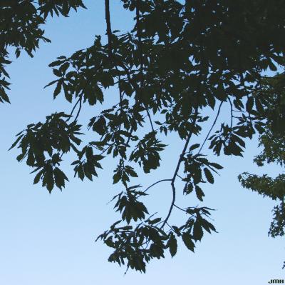 Quercus muehlenbergii Engelm. (chinkapin oak), branches