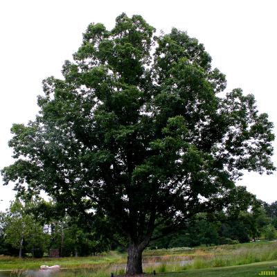 Quercus muehlenbergii Engelm. (chinkapin oak), growth habit, tree form