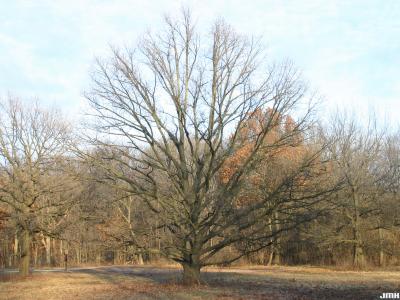 Quercus robur L. (ENGLISH OAK), growth habit, tree form, winter