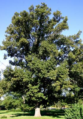 Quercus robur L. (ENGLISH OAK), growth habit, tree form
