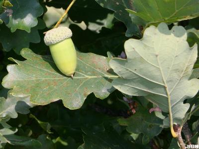 Quercus robur L. (ENGLISH OAK), fruit (acorn)