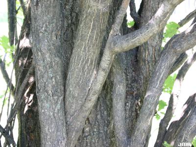 Quercus robur L. (ENGLISH OAK), bark