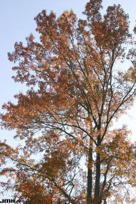 Quercus palustris Münchh. (PIN OAK), growth habit, tree form, fall color