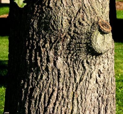 Quercus robur L. (ENGLISH OAK), bark