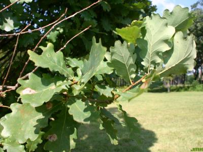 Quercus robur L. (ENGLISH OAK), leaves
