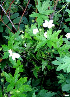 Geranium maculatum L. (wild geranium), habit 