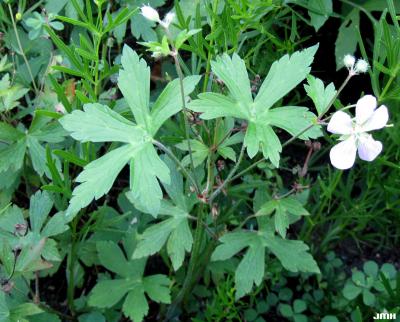 Geranium maculatum L. (wild geranium), habit