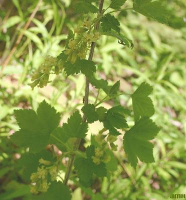 Ribes odoratum Wendland (clove currant), flowers and leaves