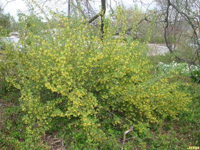 Ribes odoratum Wendland (clove currant), growth habit, shrub form