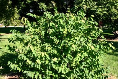 Corylopsis veitchiana Bean (Veitch’s winter-hazel), growth habit, shrub form