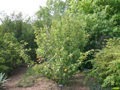 Hamamelis mollis Oliv. (Chinese witch-hazel), growth habit, shrub form