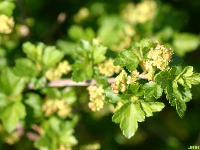 Ribes alpinum ‘Green Mound’ (Green Mound alpine currant), flowers and leaves