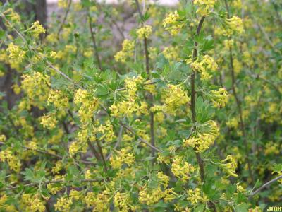 Ribes odoratum Wendland (clove currant), flowers