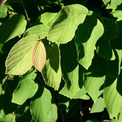 Corylopsis veitchiana Bean (Veitch’s winter-hazel), leaves