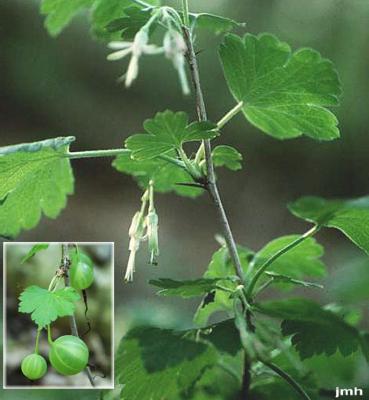 Ribes missouriense Nutt. (missouri gooseberry), flowers and fruit (inset)