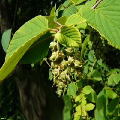 Corylopsis veitchiana Bean (Veitch’s winter-hazel), inflorescence