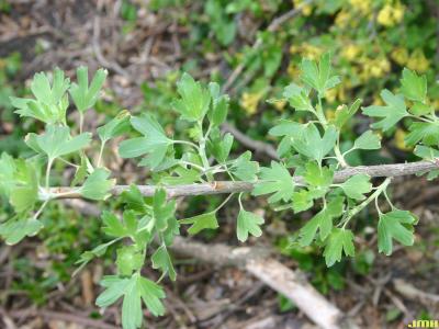 Ribes odoratum Wendland (clove currant), leaves