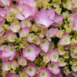 Hydrangea macrophylla ‘Bailmer’ (big-leaved hydrangea – ENDLESS SUMMER®), close-up of flowers