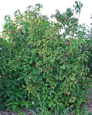 Hydrangea bretschneideri Dipp. (Bretschneider’s hydrangea), growth habit, shrub form