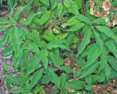Hydrangea bretschneideri Dipp. (Bretschneider’s hydrangea), leaves