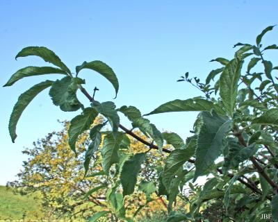 Hydrangea bretschneideri Dipp. (Bretschneider’s hydrangea), branch