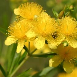 Hypericum kalmianum ‘Gemo’ (Gemo Kalm’s St. John’s wort), flowers