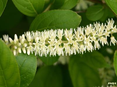 Itea virginica ‘Morton’ (sweetspire – SCARLET BEAUTY™), inflorescence