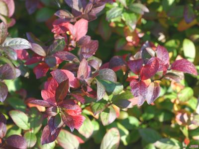 Itea virginica ‘Morton’ (sweetspire – SCARLET BEAUTY™), leaves, fall color