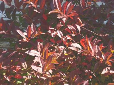 Itea virginica ‘Henry’s Garnet’ (Henry’s Garnet sweetspire), leaves