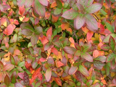 Itea virginica ‘Morton’ (sweetspire – SCARLET BEAUTY™), leaves, fall color