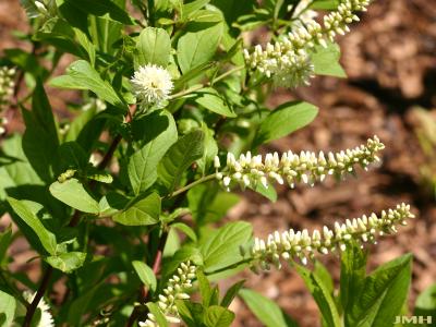 Itea virginica ‘Morton’ (sweetspire – SCARLET BEAUTY™), leaves and inflorescences