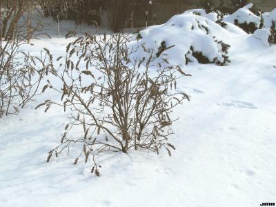 Itea virginica ‘Morton’ (sweetspire – SCARLET BEAUTY™), growth habit, shrub form in winter